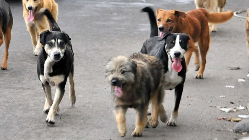 Chau polémica: Ullúm no matará a los perros callejeros