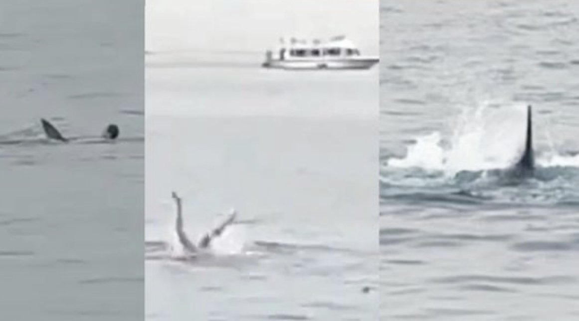 Espeluznante: un tiburón se devoró a un turista