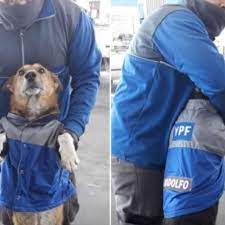 Con "la camiseta puesta": la historia de la perrita callejera que se ganó el corazón de los playeros de una estación de servicio