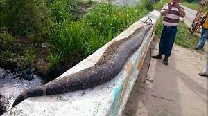 Terror en México: captan a una boa gigante circulando por una ruta