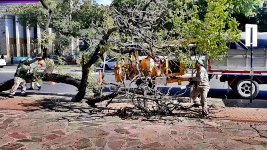 Un árbol cayó en una plaza capitalina y casi lastima a una mujer 