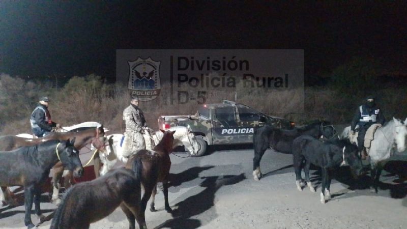 En San Martín arriaron 10 caballos sueltos en la ruta para evitar accidentes