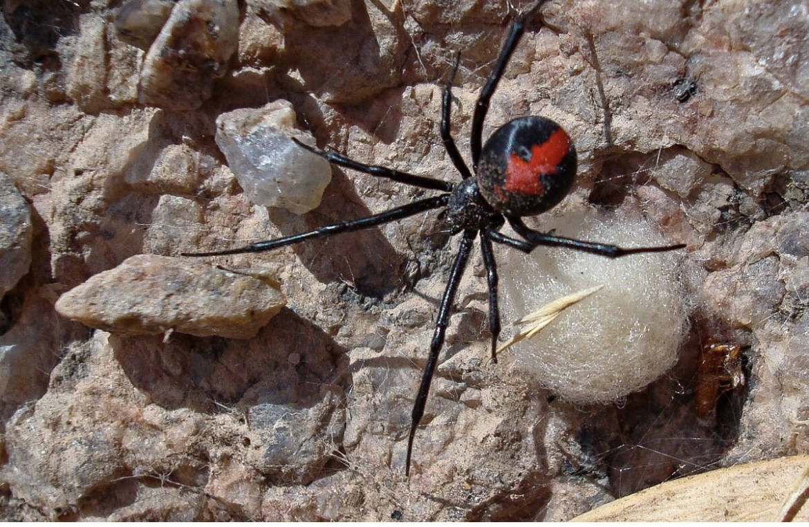 "Para ser Spider-Man": un nene de 8 años se dejó picar por una araña y quedó en terapia intensiva