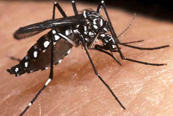 Dengue: Tres muertes en Tucumán y casos en aumento en todo el país