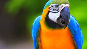 Un Guacamayo se escapó de su hogar y generó sorpresa en los vecinos de su cuadra