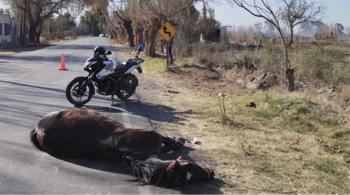 Un vehÃculo atropelló un caballo y el animal murió