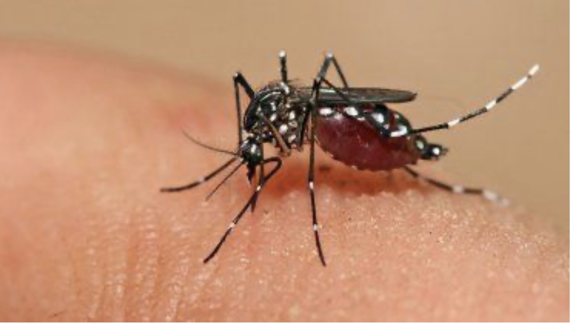 Vacunas contra el dengue, ¿cuáles son y qué hay en Argentina?