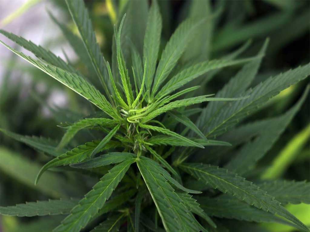 Allanan una casa y encuentran cultivos de  marihuana para la venta
