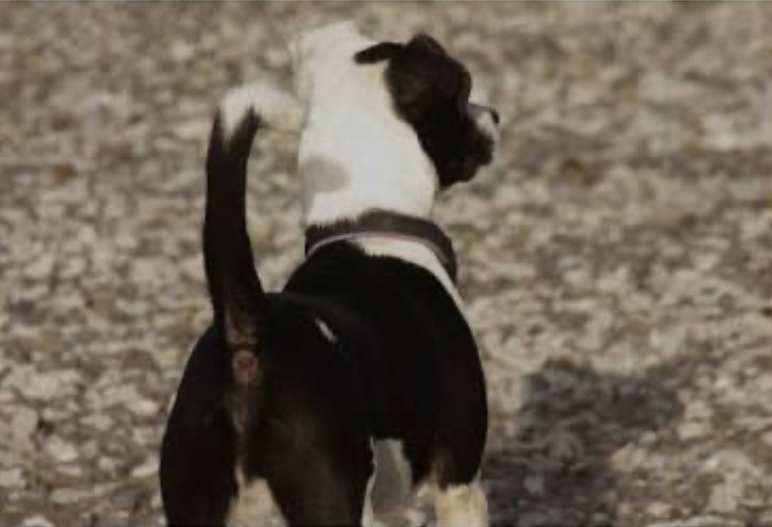 Denunciaron un presunto abuso sexual contra un cachorro en San Juan
