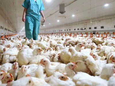 Gripe aviar: miles de muertes de aves cerca de Mar del Plata