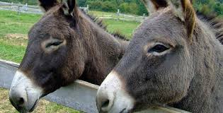 Recataron a nueve burros que iban a ser faenados 