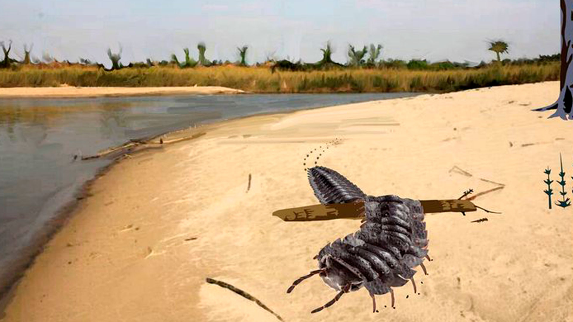 Encontraron fósiles de un cienpiés gigantezco en una playa británica