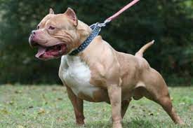 Horror en Jujuy: un pitbull mató a un bebé de 2 años
