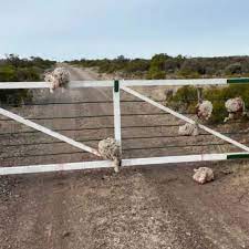 Roban ovejas, les cortan la cabeza y las dejan colgadas en la tranquera del campo