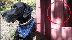 Duda cientÃfica: ¿Las mascotas tienen alma y sus espÃritus aparecen?