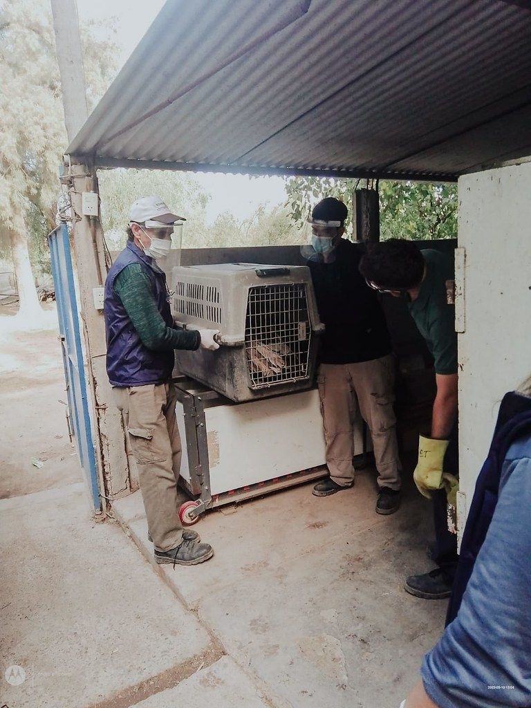 Preocupación en Iglesia: apareció otro cóndor que no podía volar