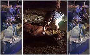 Encontraron a un caballo en estado crÃtico y tuvieron que sacrificarlo