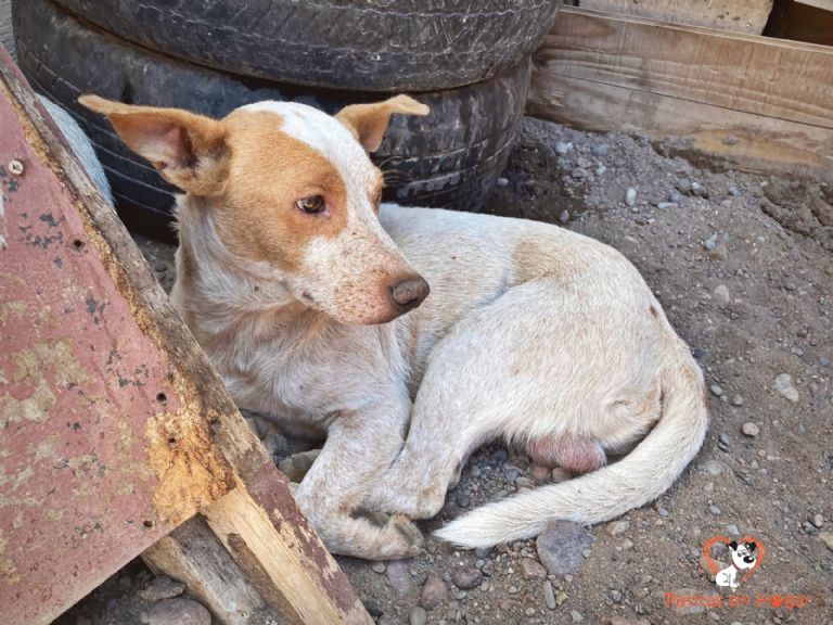 Convocan a adoptar responsablemente a las mascotas halladas en Santa LucÃa