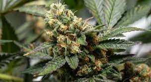 Cayó una pareja que ocultaba cuatro plantas de marihuana 