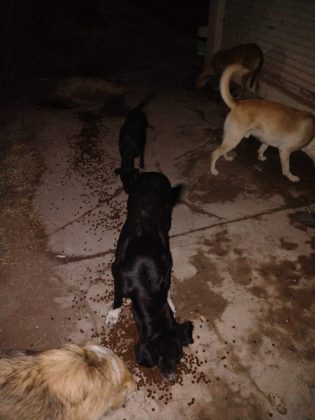 Proteccionistas rescataron perros encerrados en un galpón
