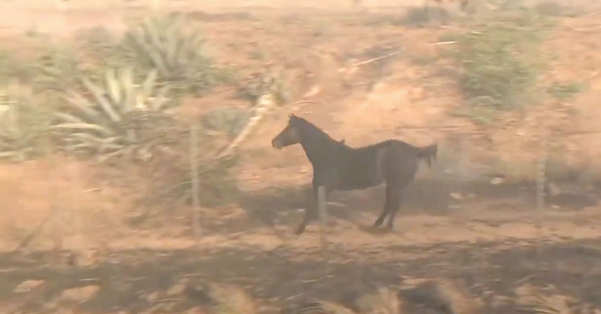 Fueron a socorrerlo tras una pateadura de caballo y le encontraron droga