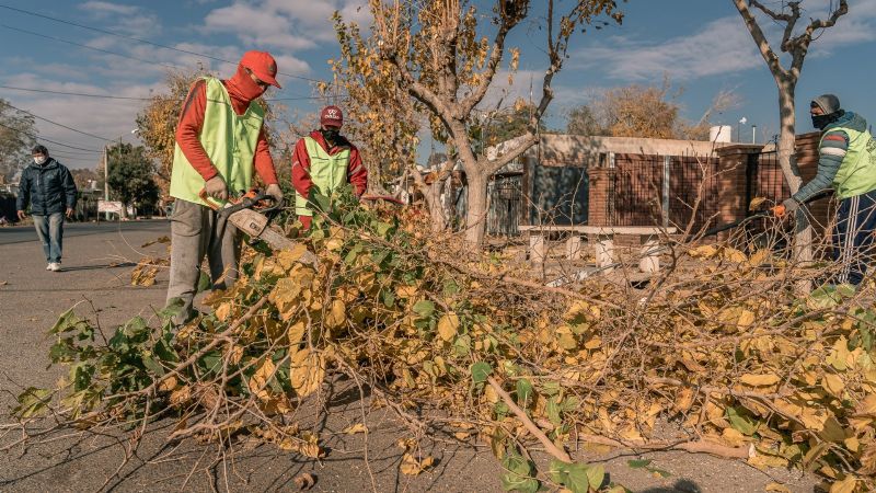 Comenzaron los trabajos de poda en Rivadavia