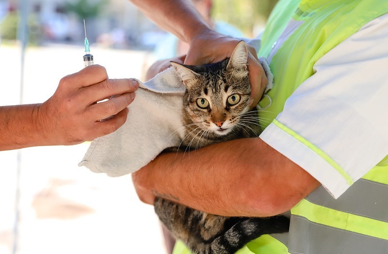 Capital continúa con la campaña de vacunación de mascotas en Concepción