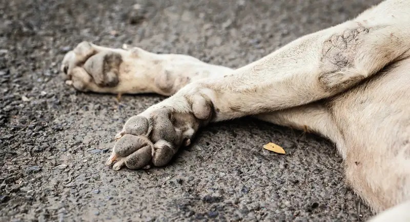 Encontraron 40 perros muertos en una ruta en Brasil y buscan explicaciones