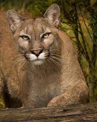 Investigan si un puma salvaje atacó a un hombre hasta causarle la muerte