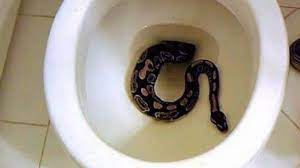 Le apareció una serpiente por el inodoro y casi pierde el miembro