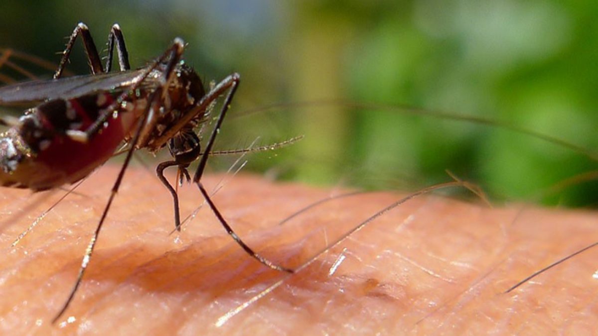 Confirmaron dos muertes por dengue y suman 35 las víctimas fatales en Argentina