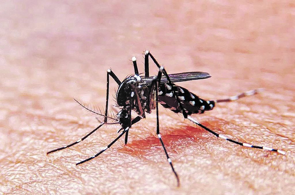 Preocupación: confirman 8.000 casos de dengue y 500 de chikungunya
