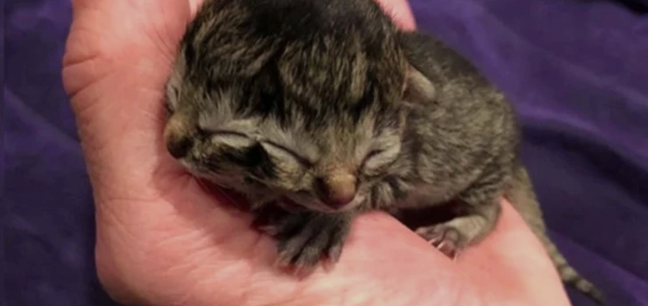 Nació un gatito con dos caras en Rivadavia y sorprendió a los vecinos