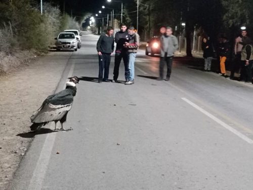 Hallaron un cóndor gigante en el medio de una calle jachallaera