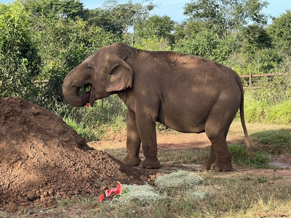 Murió la elefanta "Pocha" que había sido trasladada de Mendoza a Brasil