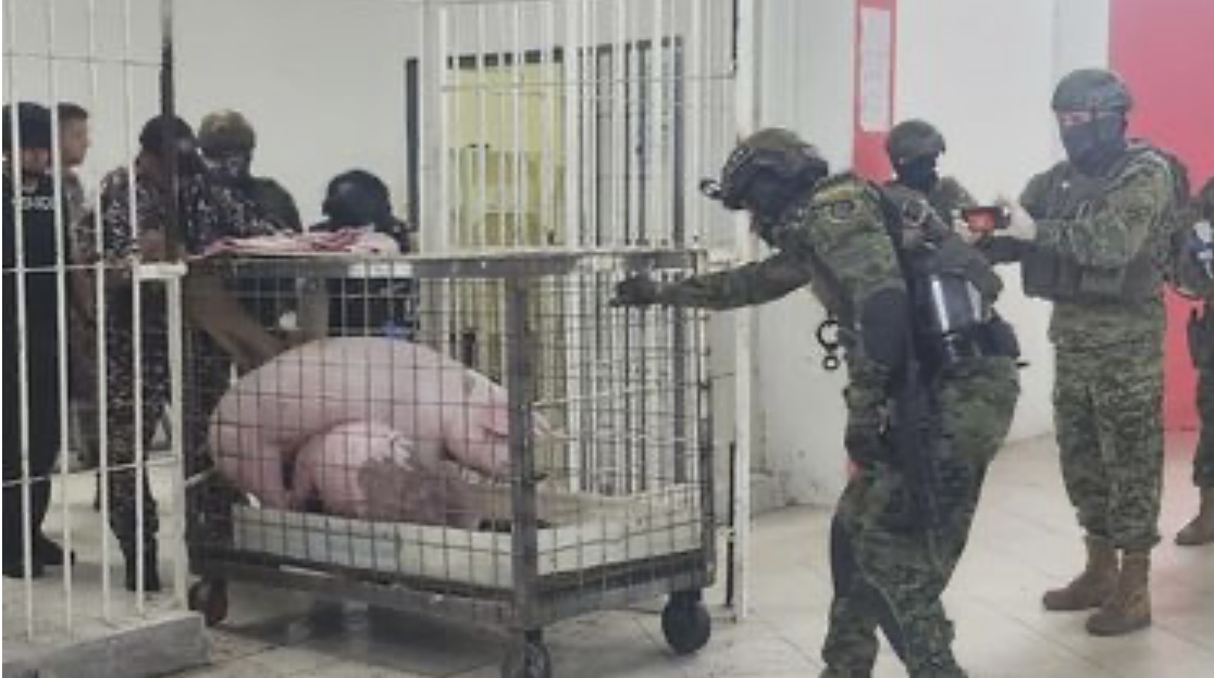 Gallos de pelea y cerdos, el insólito hallazgo en una cárcel de Ecuador