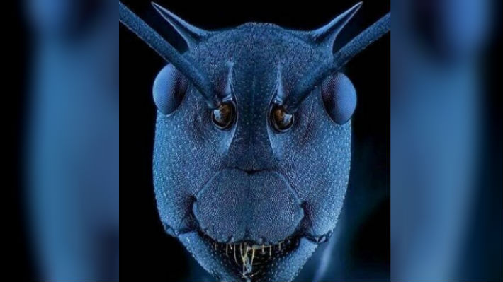 El verdadero rostro de una hormiga, una foto de derriba mitos