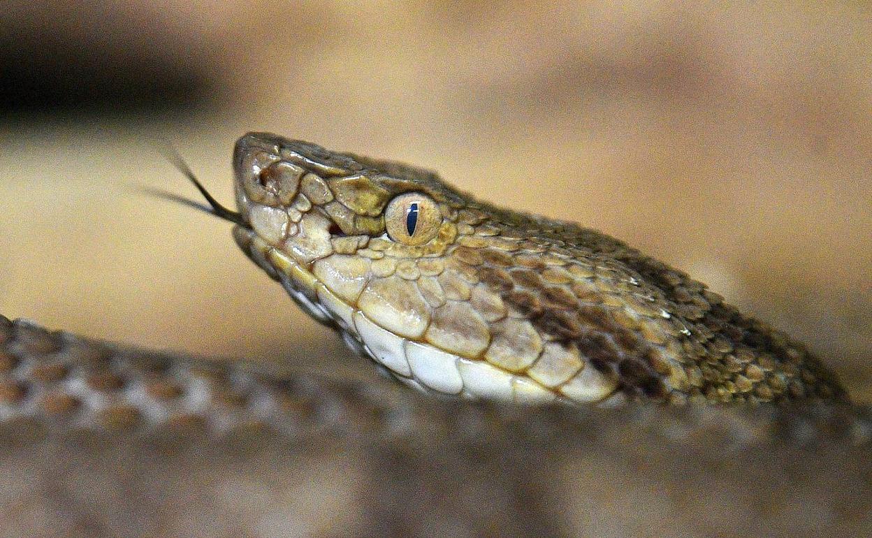 El veneno de una serpiente sudamericana es capaz de inhibir la reproducción del COVID-19