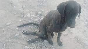 Maltrato animal: balean a un perro y lo abandonan