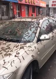 Lluvia de gusanos en China, las impactantes imágenes se viralizaron en redes sociales