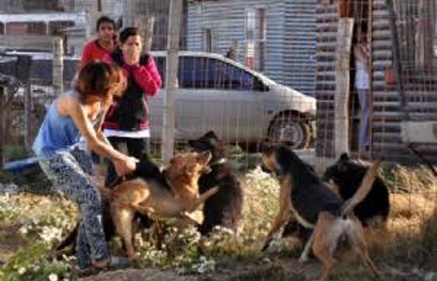 Otra jauría: Atacaron a una nena y le arrancaron el cuero cabelludo