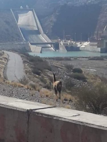 Un guanaco fue la postal de una imagen en el Dique de Ullum 