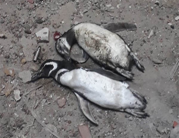 Más 800 pingüinos aparecieron muertos en Uruguay