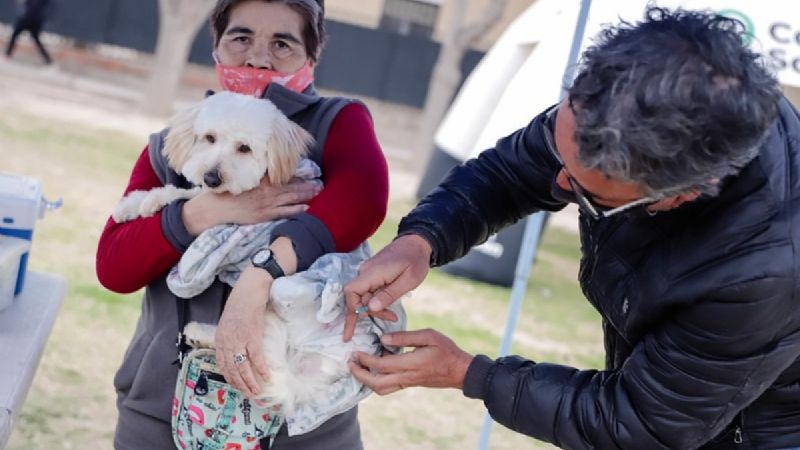 Camapaña de vacunación y desparacitación de animales en Rivadavia 