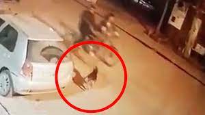 Circulaba en bicicleta por la calle, un perro le ladró, sacó un arma y lo mató de un tiro