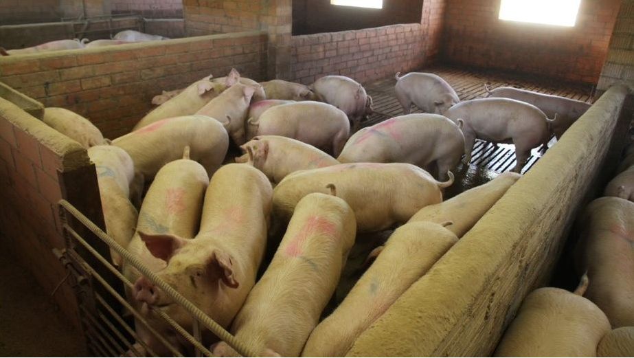 9 de julio: 10 animales murieron en el incendio de una finca