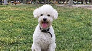 Desesperada búsqueda en San Juan: desapareció Félix, el perro que guarda el recuerdo de su hija fallecida