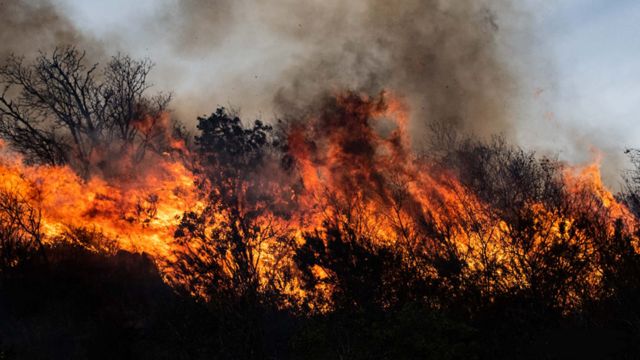 Voraz incendio en Caucete: evacuaron familias y animales